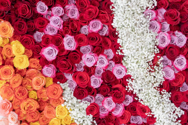 istock White, red, pink, orange roses. 1139438339