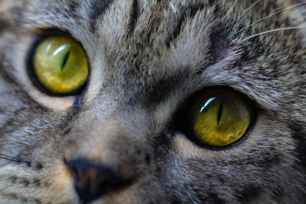 cat focused on target
