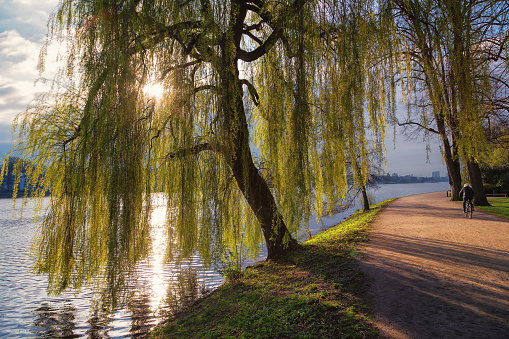 weeping_willow