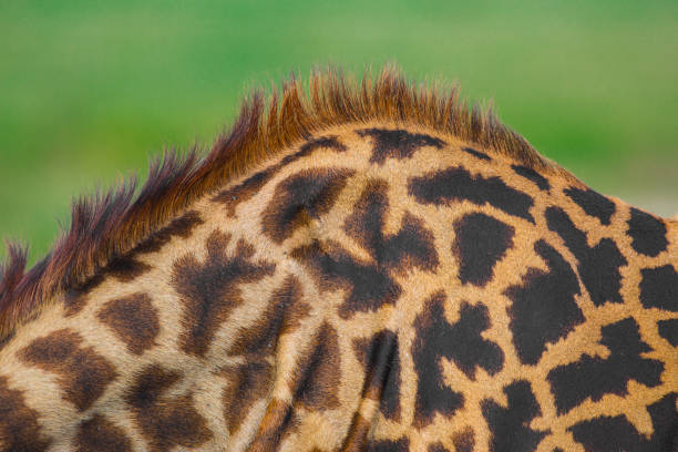 Close-up of skin of a Masai giraffe Close-up of skin of a Masai giraffe (Giraffa camelopardalis tippelskirchi) in high resolution. masai giraffe stock pictures, royalty-free photos & images