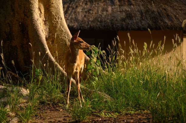 Bushbuck Bushbuck calf standing alert to movement in the vicinity bushbuck photos stock pictures, royalty-free photos & images