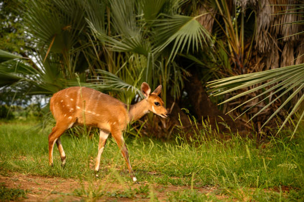 Bushbuck Young Bushbuck ewe strolling thorough the palm growths of the riverine bush bushbuck photos stock pictures, royalty-free photos & images