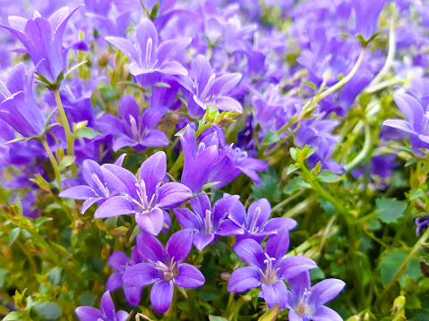 A lot of blue beautiful bellflowers close up. Campanula flower. Flowers of Asia and Africa. Blue flowers bed.