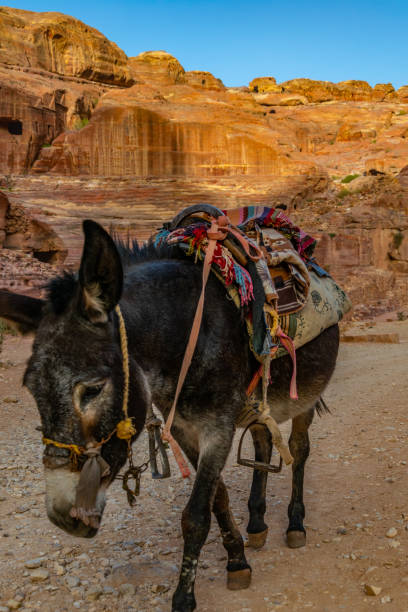 Young donkey at Petra, Jordan