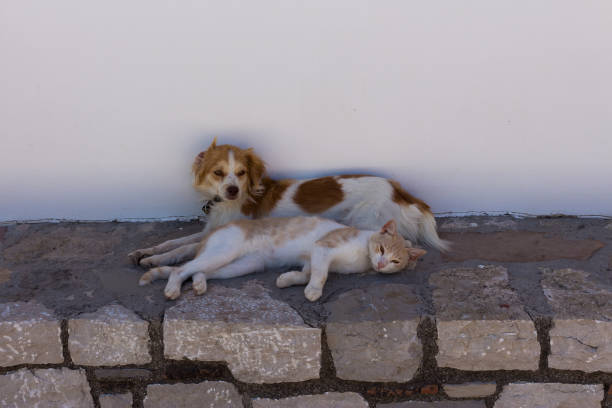 istock red cat and dog lie next in the shade 1139445148