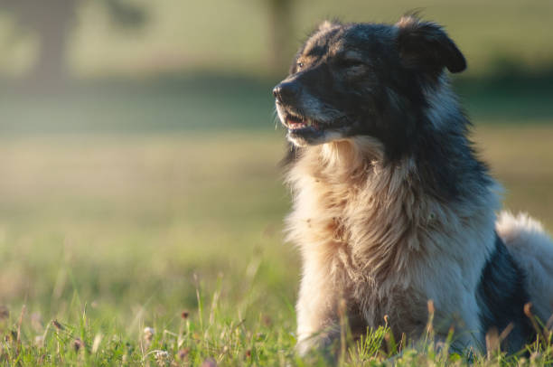 istock Stray dog sitting in a grass field 1139445624