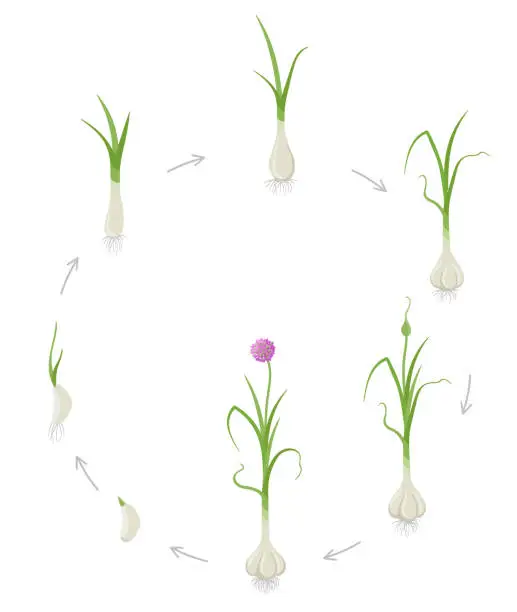 Vector illustration of Round crop stages of Garlic. Growing Garlic plant. Harvest growth vegetable. Allium sativum. Vector flat Illustration.