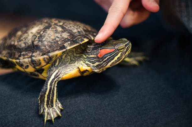 istock a turtle on the floor at home 1139446582