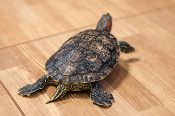 istock a turtle on the floor at home 1139446802