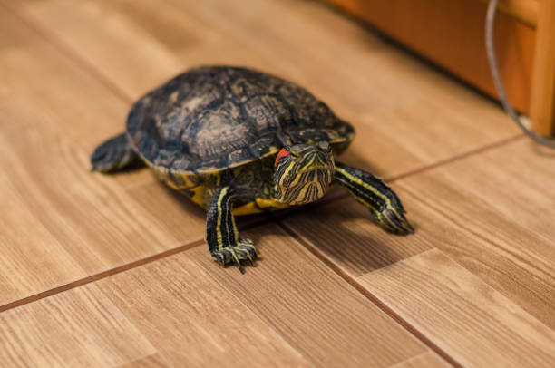 istock a turtle on the floor at home 1139446828