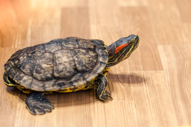istock a turtle on the floor at home 1139446867