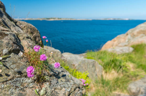 istock Tussock of Thrift flowers 1139448447
