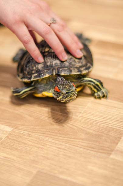 istock a turtle on the floor at home 1139448575