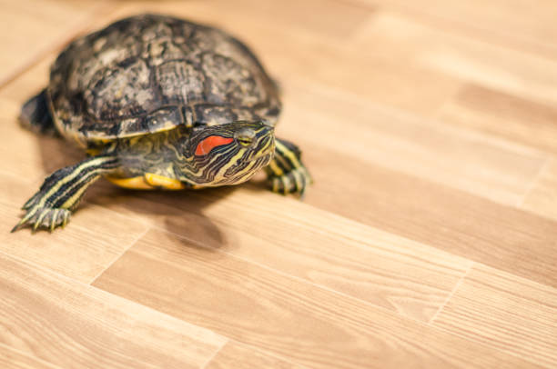 istock a turtle on the floor at home 1139448613