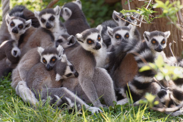 istock Group of ring tailed lemur on green grass 1139448619