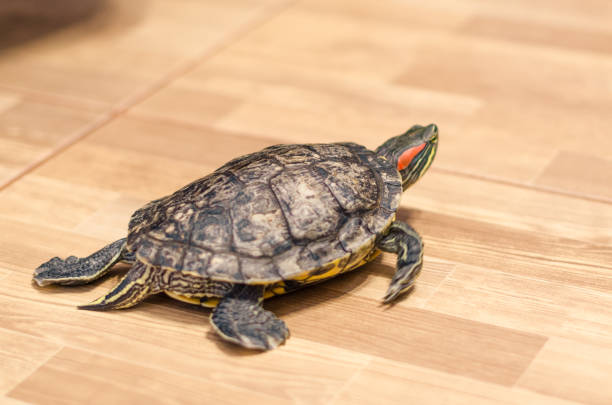 istock a turtle on the floor at home 1139448628