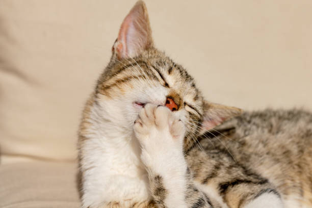 istock Tabby cat kitten licking and washing front paw 1139449323