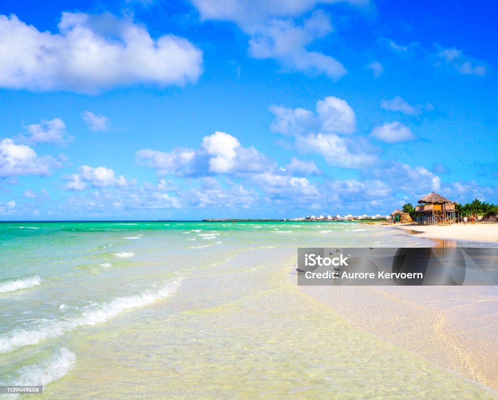 Gaviotas En La Playa De Cayo Guillermo Cuba Foto de stock y más banco de imágenes de Agua Agua, Aire libre, América Central -