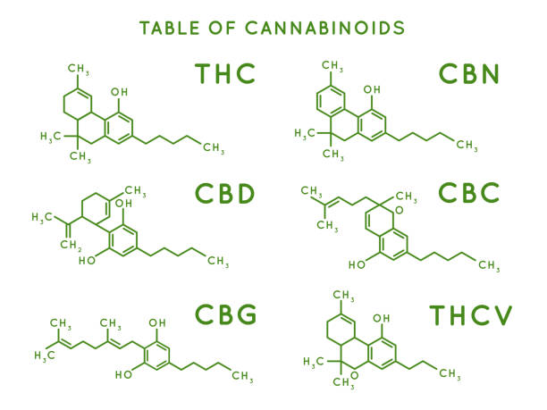 cannabinoid-struktur. die molekularen strukturen von cannabidiol, thc und cbd. marihuana oder cannabis-moleküle vektorabbildung - pill medicine laboratory narcotic stock-grafiken, -clipart, -cartoons und -symbole