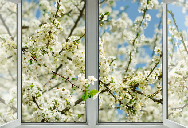istock open window against flowering tree background close-up 1139450605