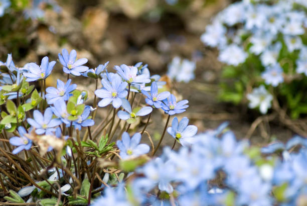 istock beautiful flowers snowdrops close-up 1139450773