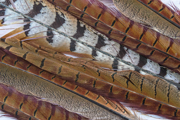 schöne fasanenfedern hintergrund - pheasant hunter stock-fotos und bilder