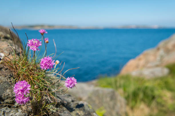 istock Tussock of pink Thrift flowers 1139453835