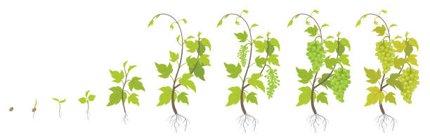 Planting growth stages of grapes plant. Vineyard planting increase phases. Vitis vinifera harvested. Ripening period infographics. The life cycle. Vector illustration. Planting growth stages of grapes plant. Vineyard increase phases. Vitis vinifera harvested. Grapevines ripening period. Agriculture life cycle. Vector illustration infographics. Grape Plant stock illustrations