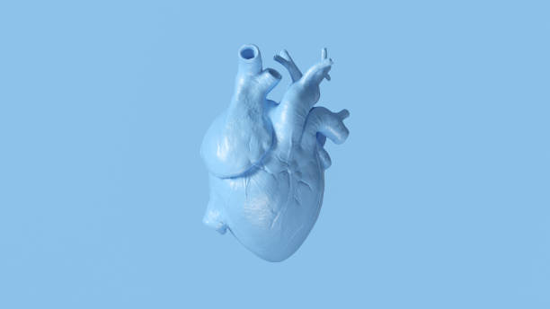 istock Pale Blue Anatomical Heart 1139454017