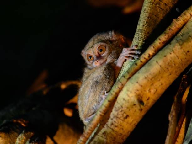 Tarsier in Sulawesi