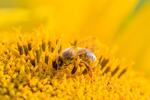 Animal sitting at summer sun flower and collect for important environment ecology sustainability. Awareness of nature climate change.