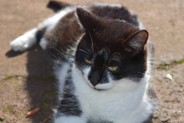istock Cute Black and White Cat with Yellow Eyes 1139459774