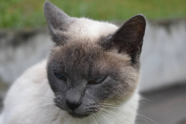 istock Stunning Blue Eyes on a Siamese Cat 1139460305