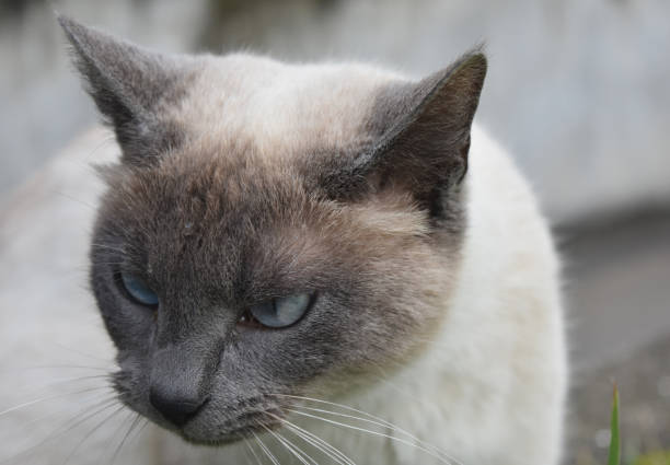 istock Stunning Blue Eyes on a Siamese Cat 1139460341