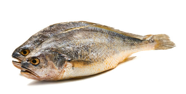 istock Yellow Croaker Fish On White background 1139460960