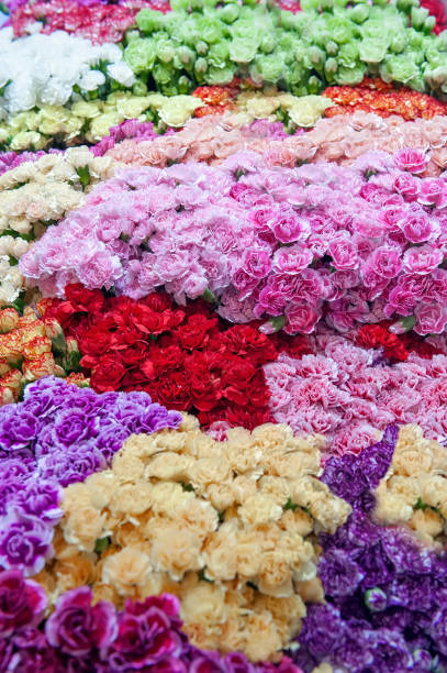 istock Carnations pink and green modern varieties in a bouquet for a gift. Background. Selective focus 1139461087