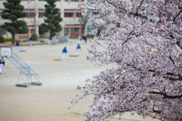 桜の花の下で野球の練習。 - spring organization nature field ストックフォトと画像