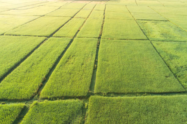 istock Panoramic view nature Landscape of a green field with rice 1139464215