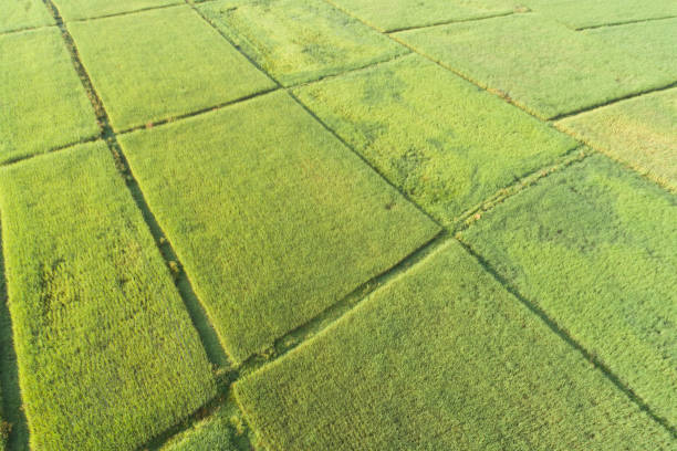 istock Panoramic view nature Landscape of a green field with rice 1139464801