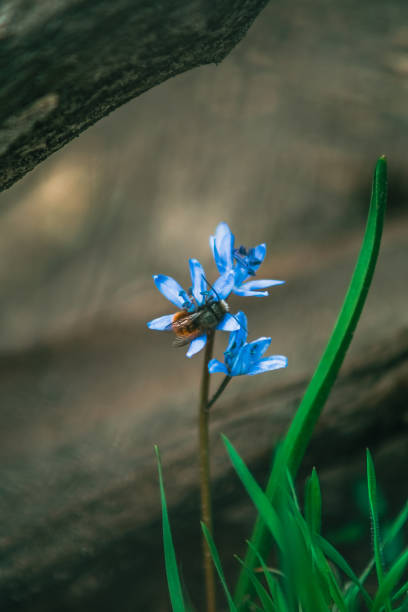 Bee on blue early spring flower of alpine squill (Scilla bifolia)