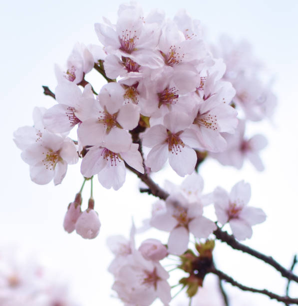 sakura, flor de cereja - blossom cherry blossom tree white - fotografias e filmes do acervo