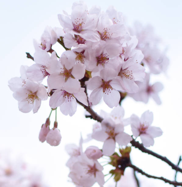 сакура, цветение вишни - cherry blossom spring day sakura стоковые фото и изображения