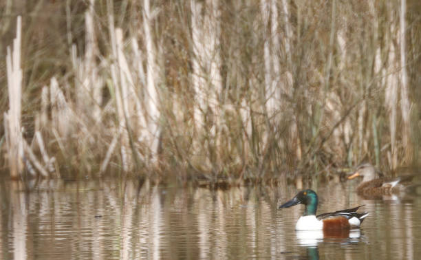 istock Northen Shoveler Duck (Anas clypeata) Male 1139465298