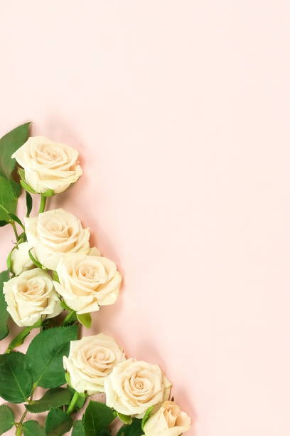 istock Flowers composition background. beautiful cream roses on pale pink    background.Top view.Copy space 1139466455