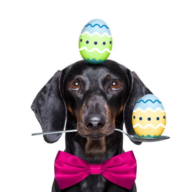 happy easter  funny colourful sausage dachshund dog with  eggs ,balancing eggs  for the holiday season