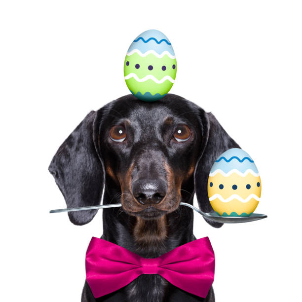 happy easter dog with eggs - podenco imagens e fotografias de stock
