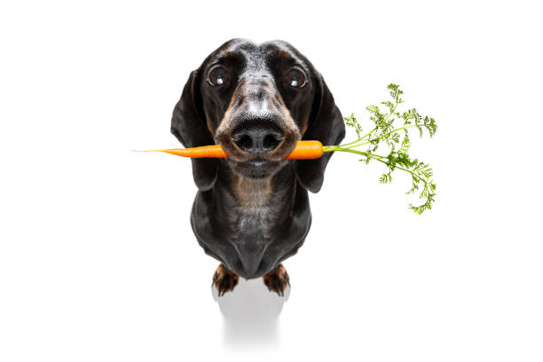 입안에 건강 한 비 건 당근이 있는 개 - dog vegetable carrot eating 뉴스 사진 이미지