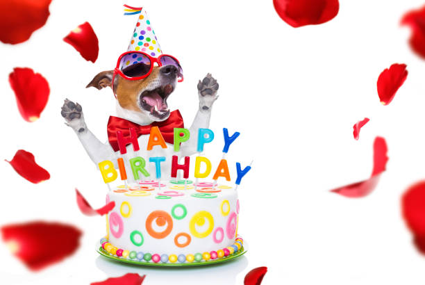 istock happy birthday dog 1139467697