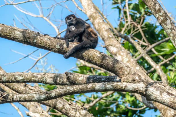 istock mother monkey takes care for her young baby 1139467749
