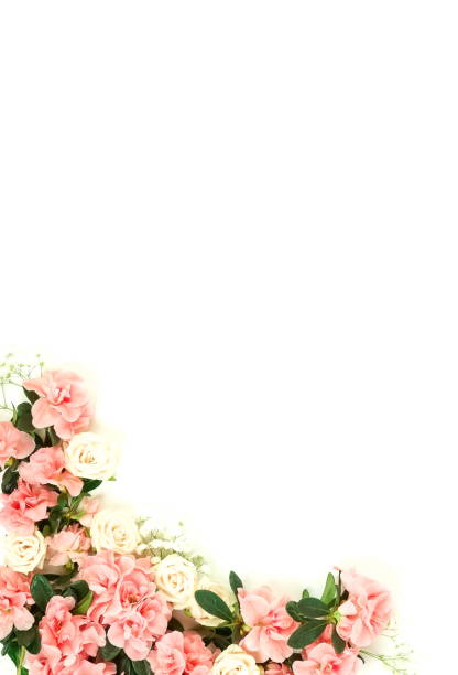 istock Flowers composition background . Pink flowers azalea pattern on white background. Top view. Copy space. Holiday concept 1139468042